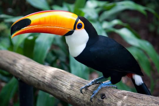 Tucan en el parque nacional iguazu